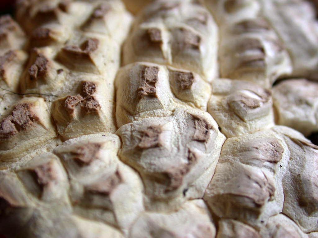 Kheops... Kephren...o ???  QUIZ